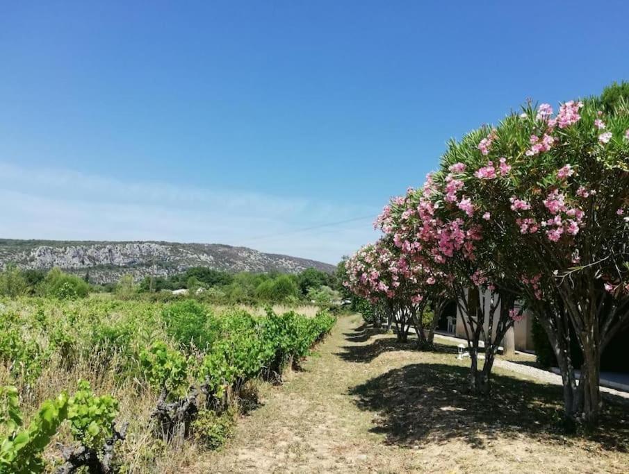 Maison A Louer En Ardeche Du Sud Saint-Martin-dʼArdèche エクステリア 写真